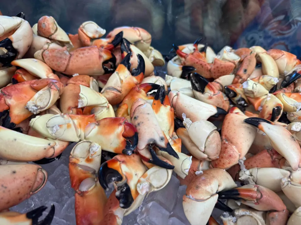 A big pile of fresh stone crab claws
