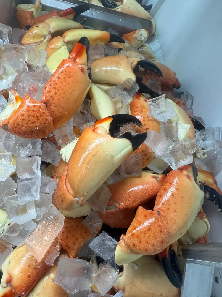 Stone crab claws on a tray of ice