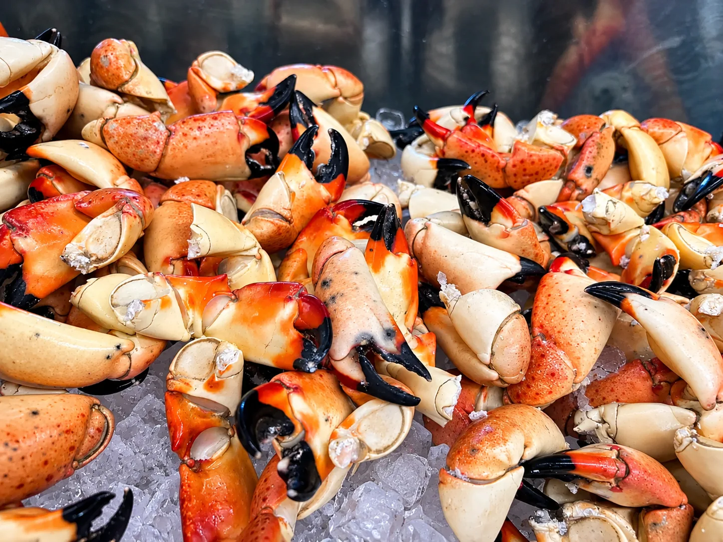 A pile of fresh Florida stone crab claws on ice at City Seafood